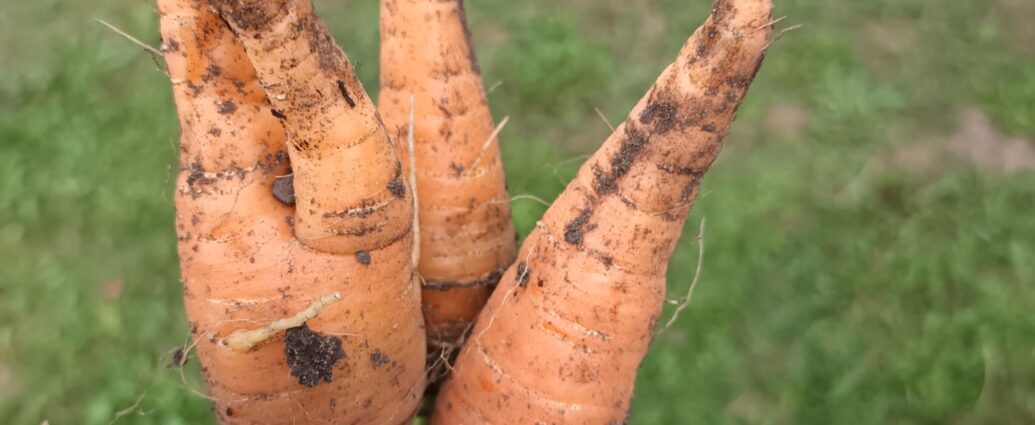 carrot fly damage