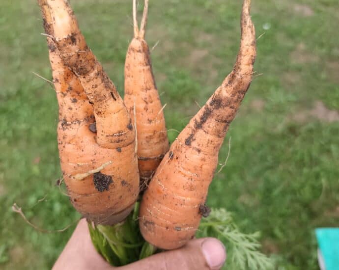 carrot fly damage